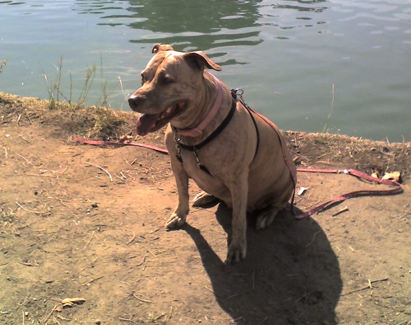 Pit Bull Dog on Leash