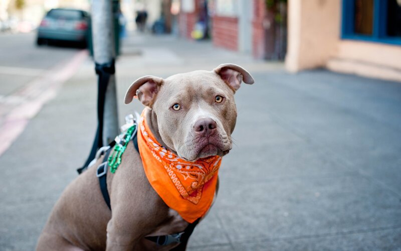 Pit Bull Dog on Street