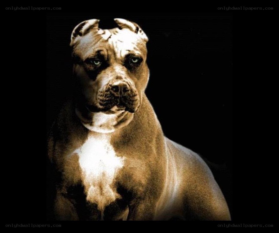 pit bull dog portrait