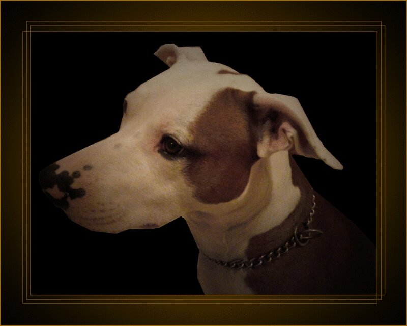 Pit Bull Dog Portrait — Brown