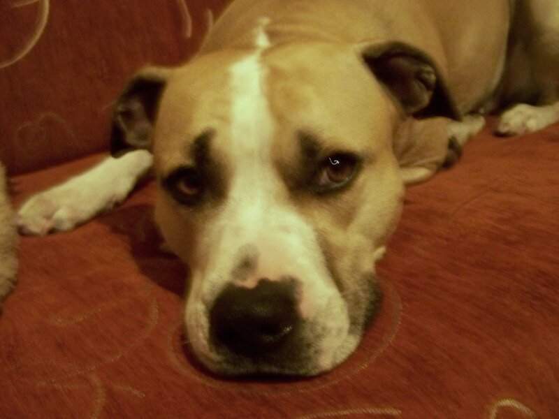 Pit Bull Dog Resting — Brown, Calm, Photograph, Couch