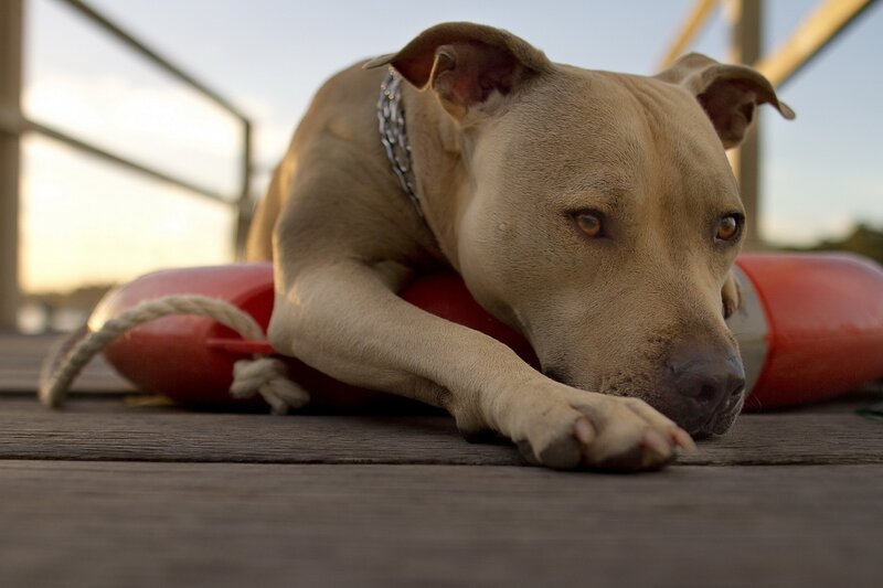 Pit Bull Dog Resting — Brown, Calm, Sunset, Photograph, Life Preserver