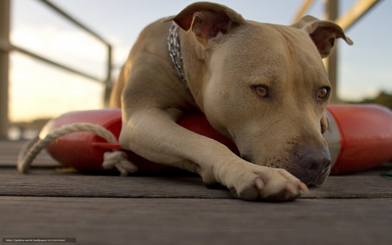Pit Bull Dog Resting — Brown, Calm, Sunset, Photograph