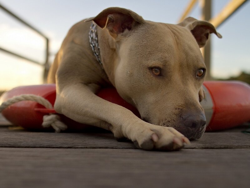 Pit Bull Dog Resting — Brown, Calm, Sunset