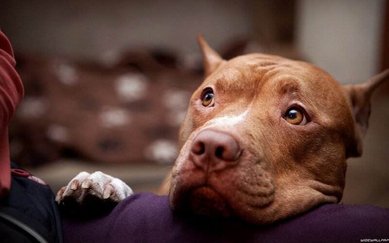 Pit Bull Dog Resting — Brown, Calm