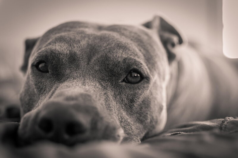 Pit Bull Dog Resting — Gray
