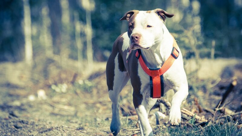 Pit Bull Dog Running