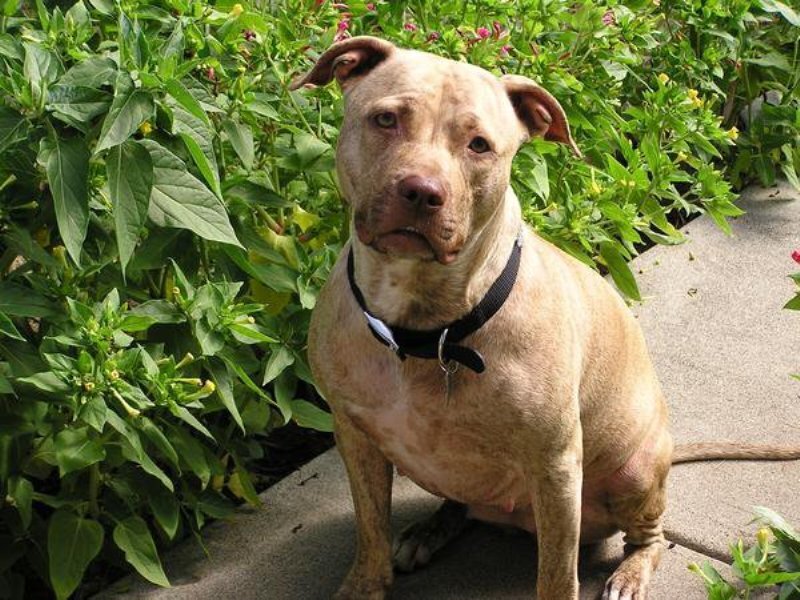 Pit Bull Dog Sitting — Brown