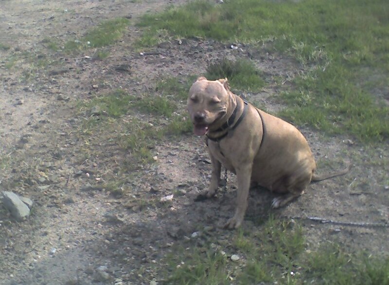 Pit Bull Dog Sitting