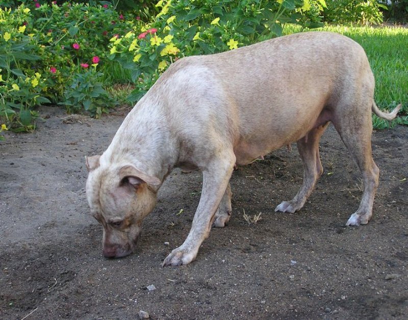 Pit Bull Dog Sniffing Ground