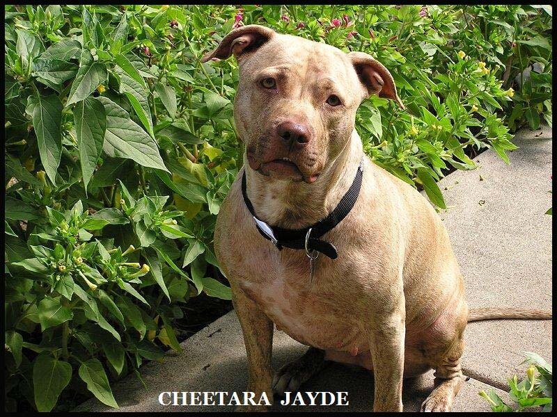 Pit Bull Dog