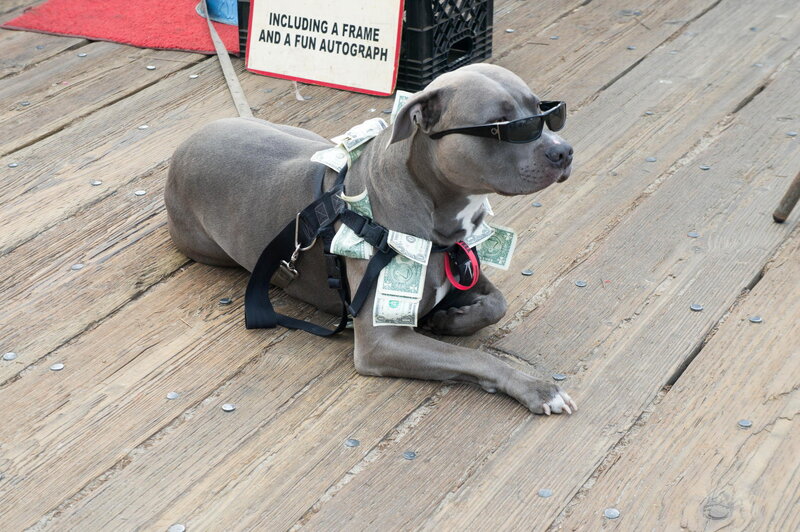 Pit Bull Dog Wearing Sunglasses