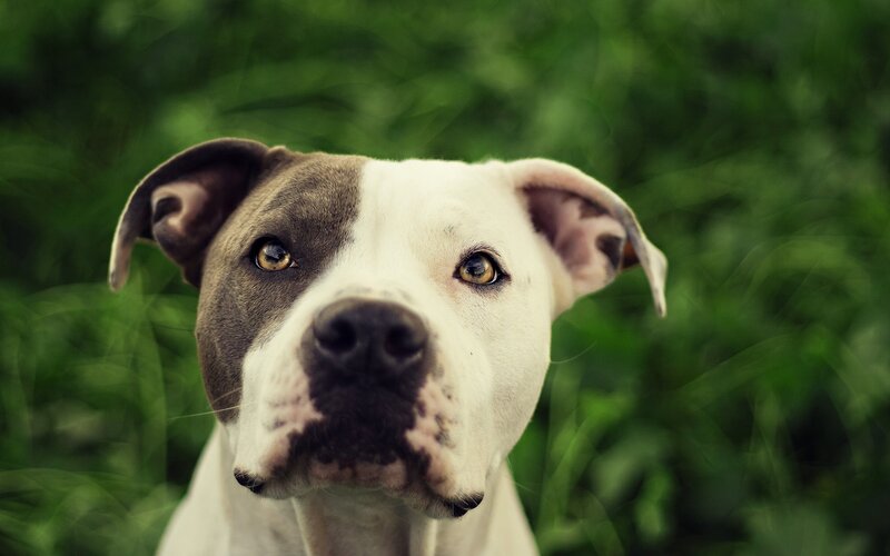 Pit Bull Dog — White, Calm, Photograph