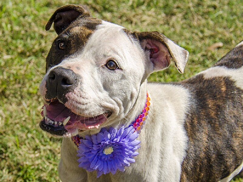 Pit Bull Dog — White, Happy