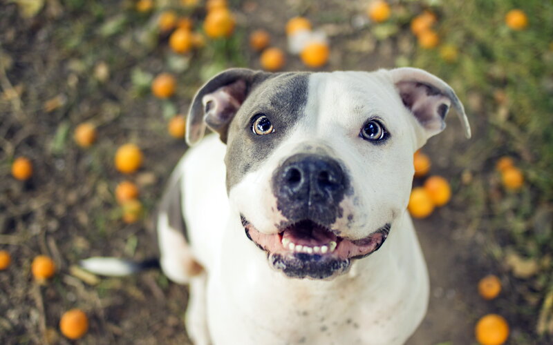 Pit Bull Dog — White, Playful