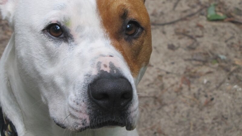 Pit Bull Dog — White