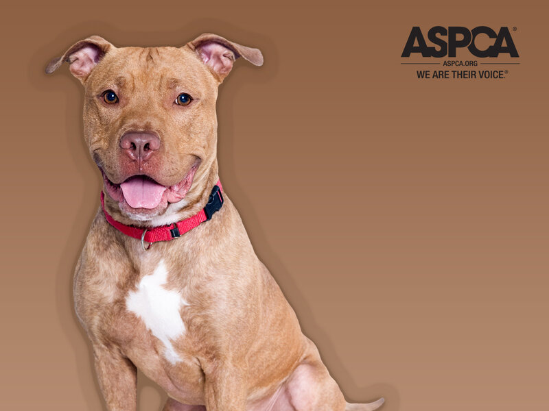 Pit bull dog with red collar