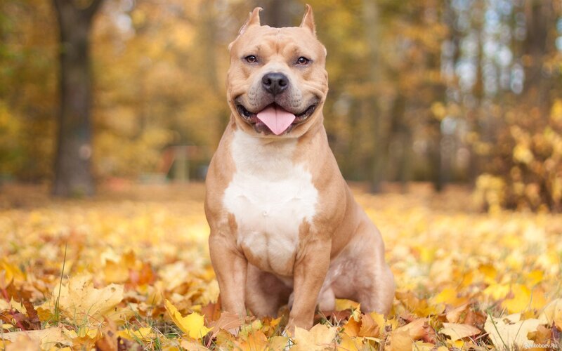 Pit Bull in Autumn Leaves