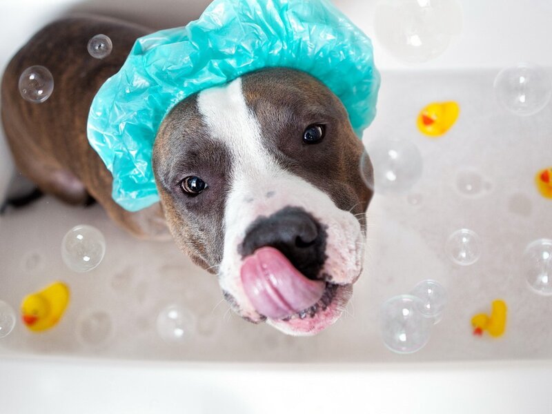 Pit Bull in Bathtub