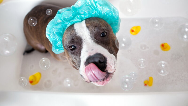 Pit Bull in Bathtub — White