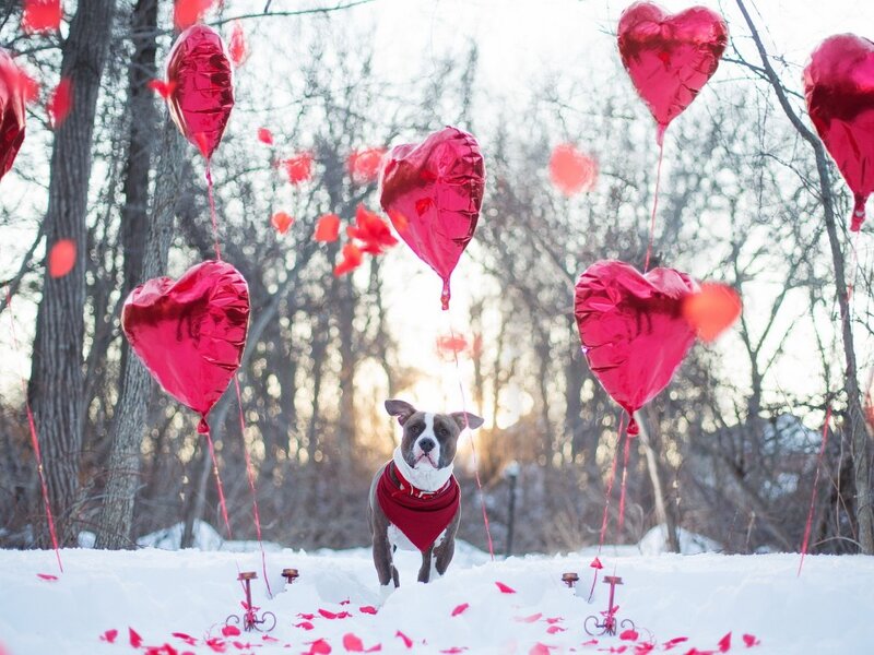 Pit Bull in Snow — Red