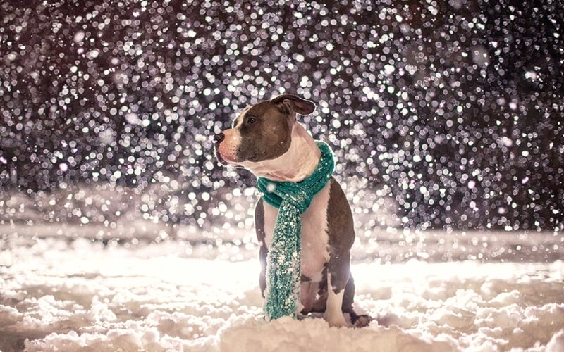 Pit Bull in Snow — White, Serene