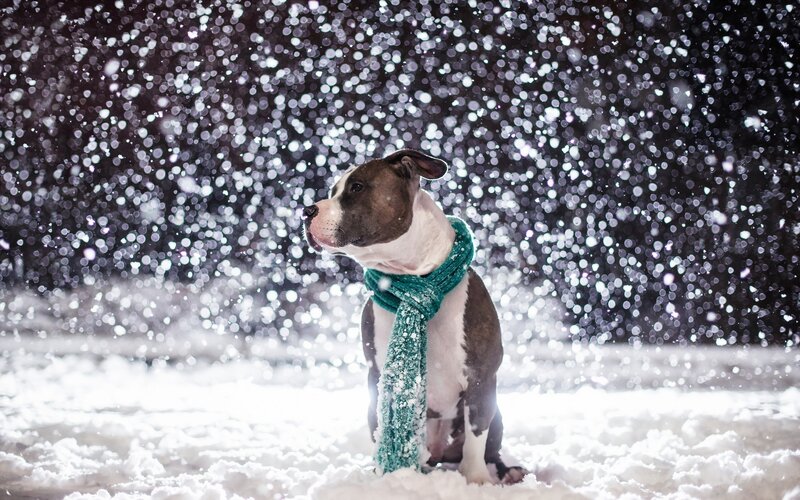 Pit Bull in Snow — White, Serene, Winter