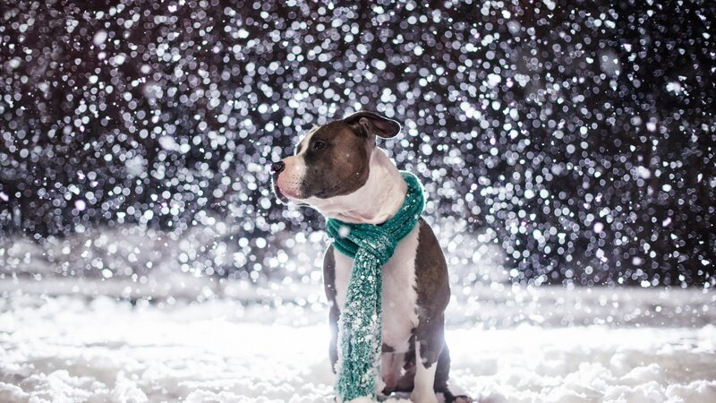 Pit Bull in Snow — White