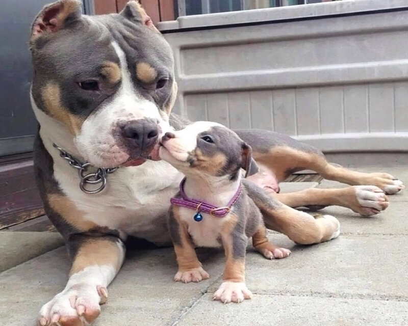 Pit Bull Mother and Puppy