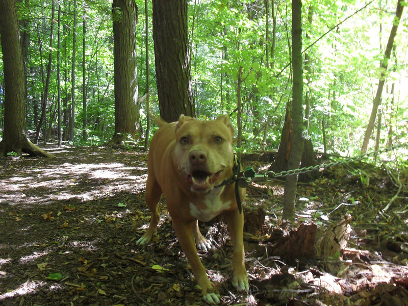 Pit bull on a forest trail