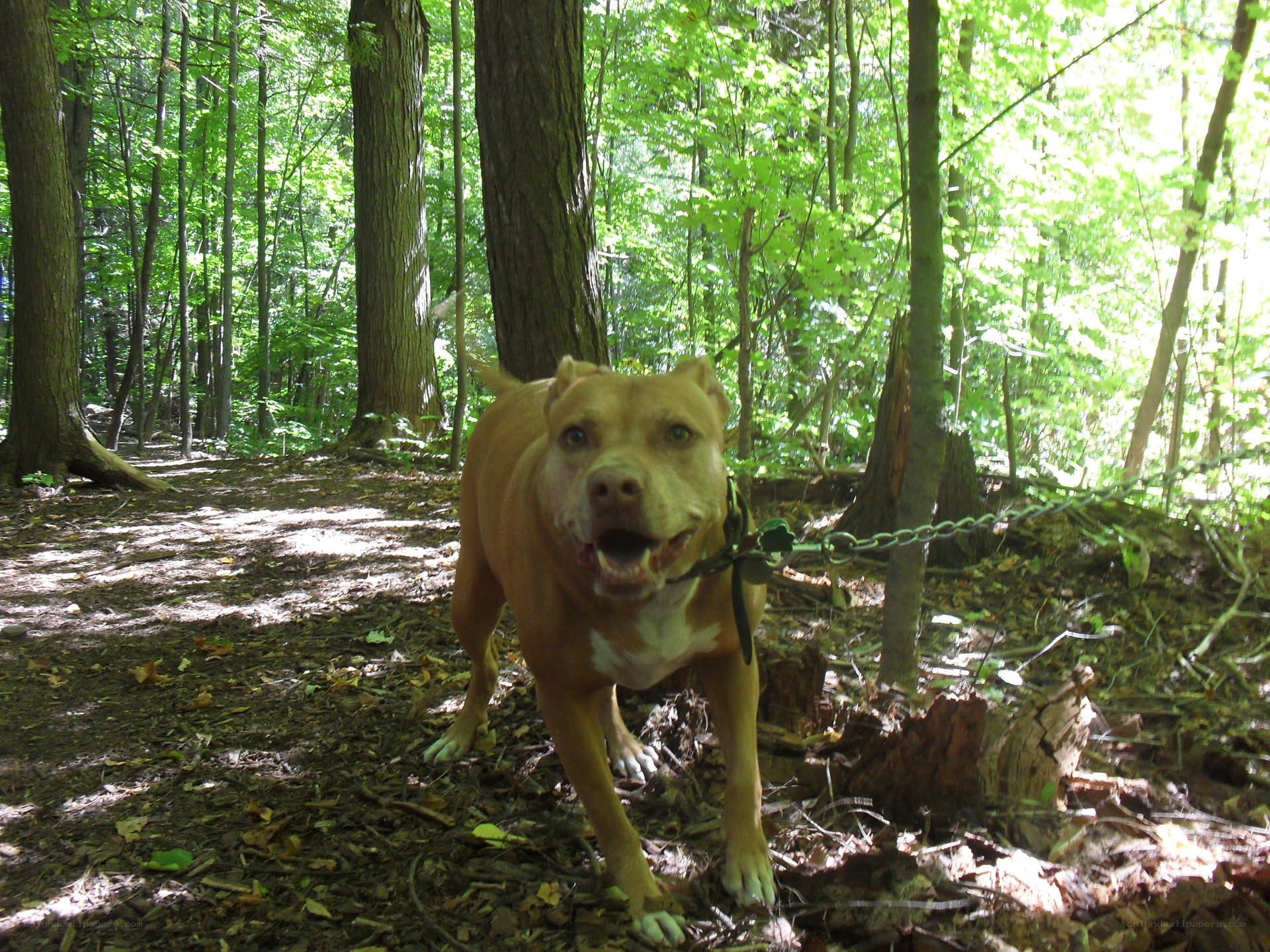Pit bull on a forest trail