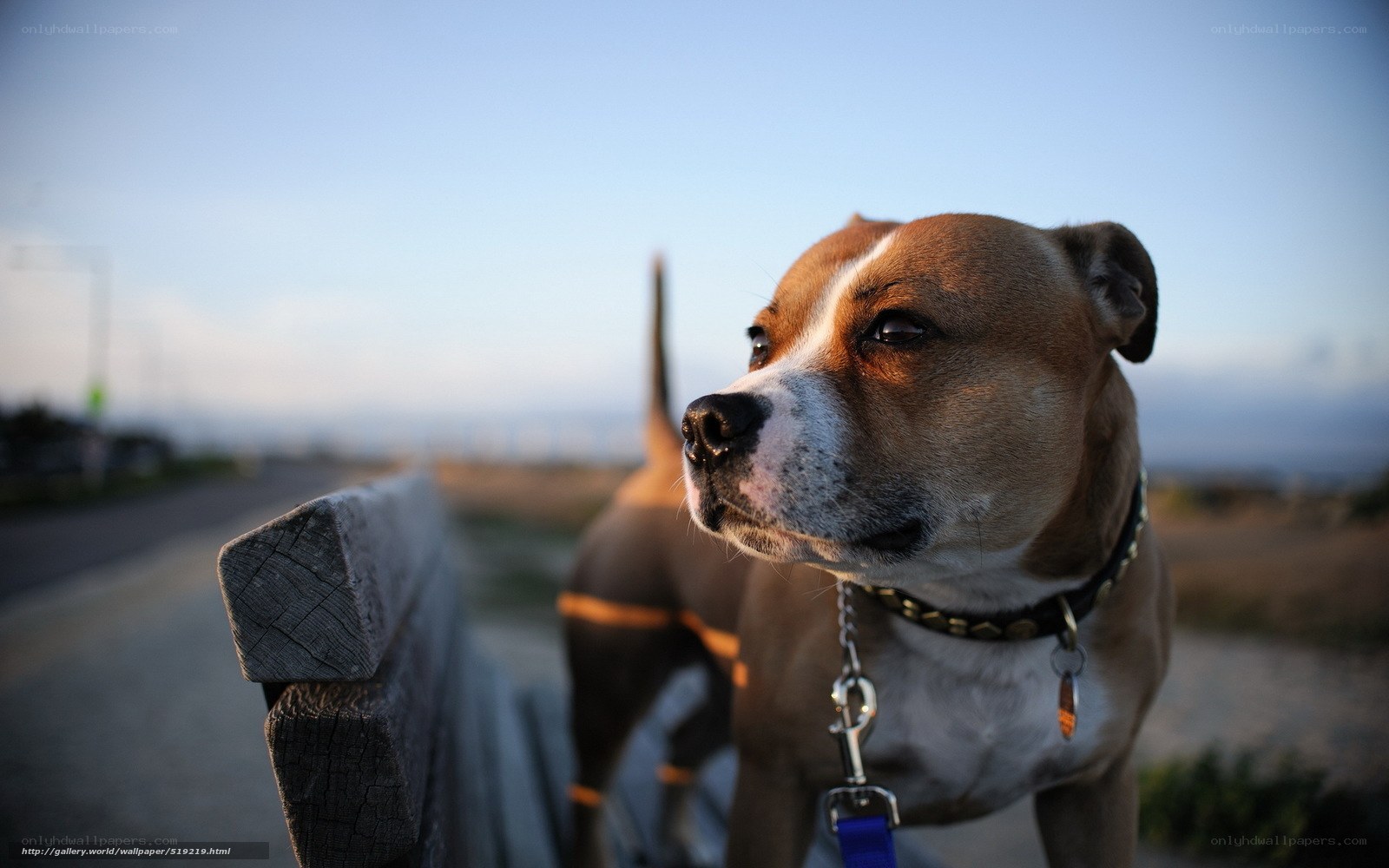 Pit bull on a leash