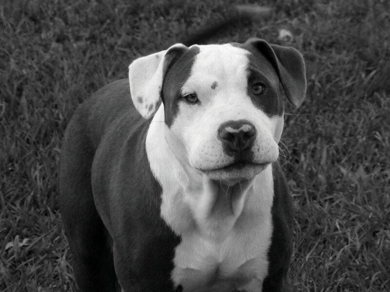 Pit Bull Puppy — Black