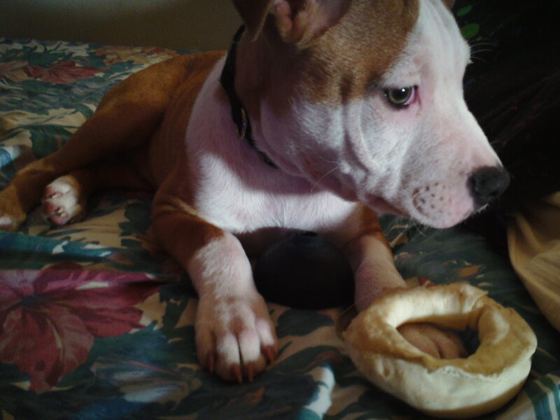 Pit Bull Puppy — Brown, Calm, Photograph