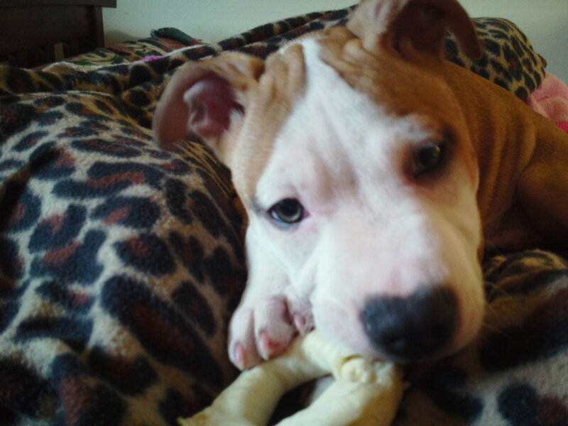 Pit Bull Puppy — Brown, Calm