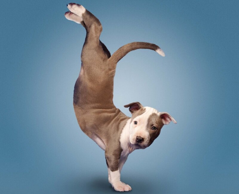 Pit Bull Puppy — Brown