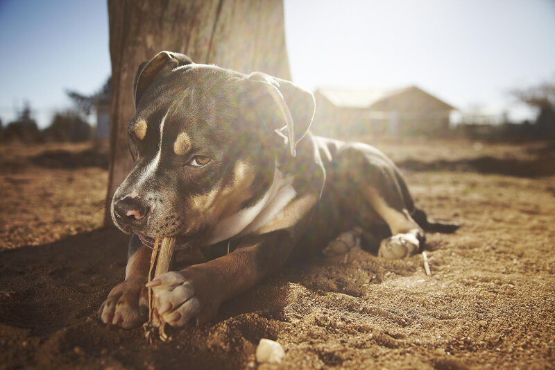 Pit Bull Puppy Chewing