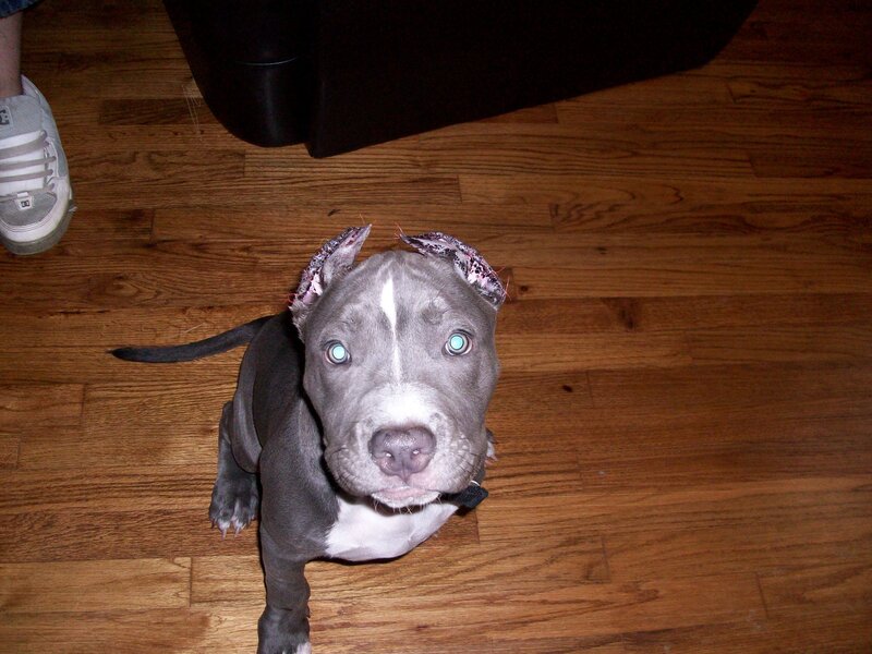 Pit Bull Puppy — Gray, Neutral