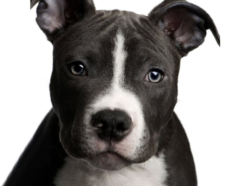 Pit Bull Puppy — Gray