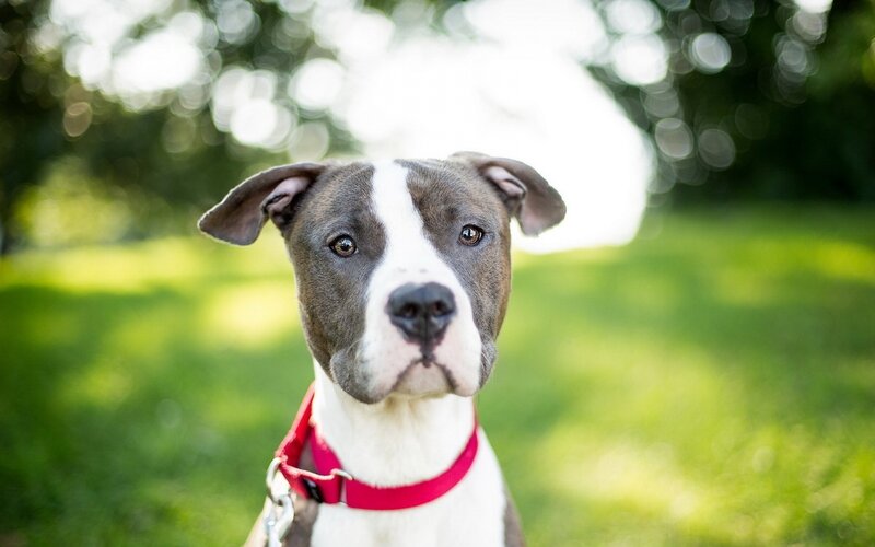Pit Bull Puppy — Green, Calm, Afternoon