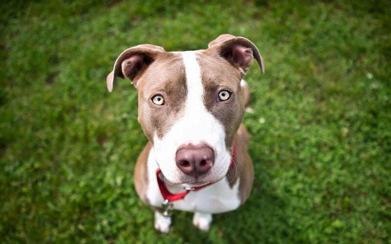 Pit Bull Puppy — Green, Calm