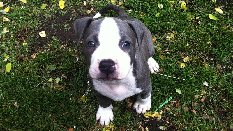 Pit Bull Puppy — Green