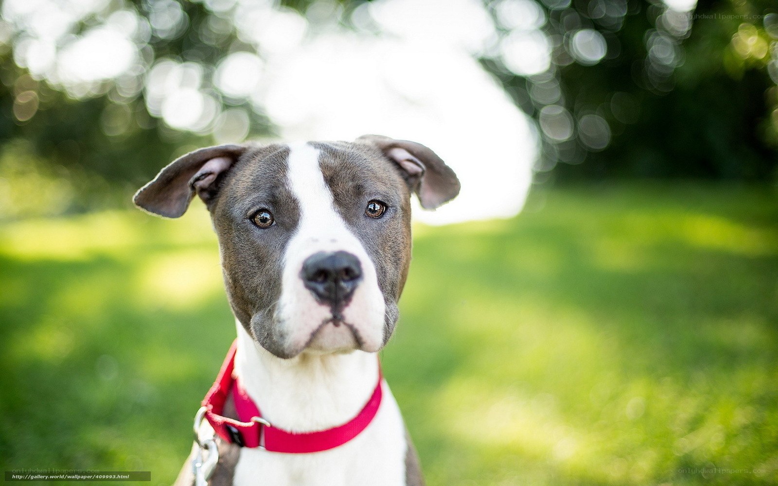 Pit bull puppy in a park
