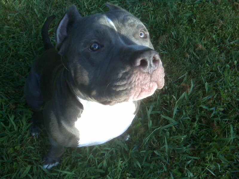 pit bull puppy on grass