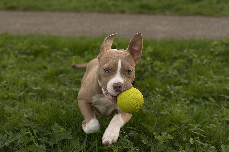 Pit Bull Puppy Running — Green