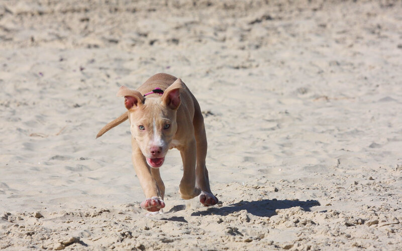 Pit Bull Puppy Running