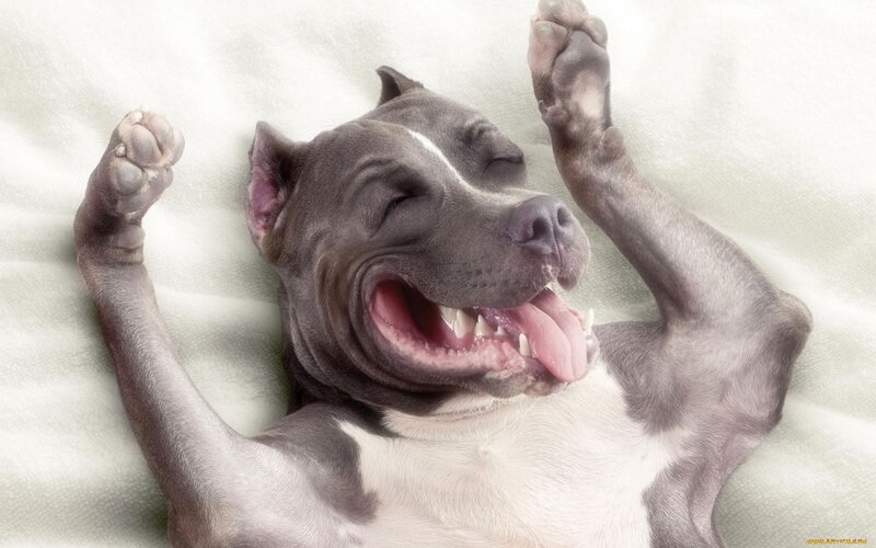 Pit Bull Puppy Sleeping