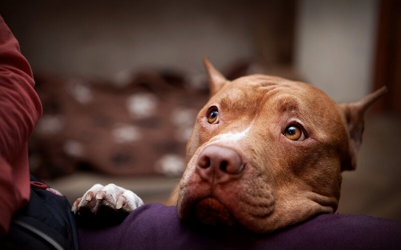 pit bull resting on lap