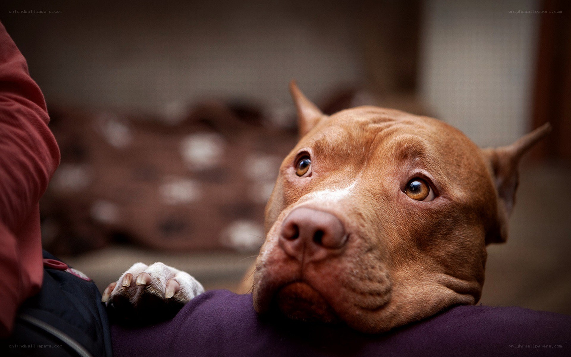 pit bull resting on lap