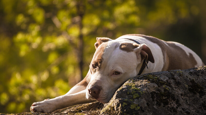 Pit Bull Resting on Rock